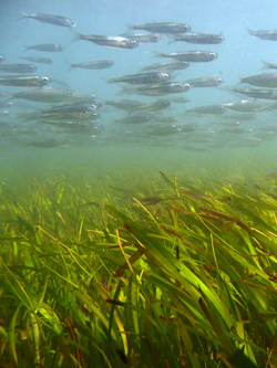 Seagrass with fish